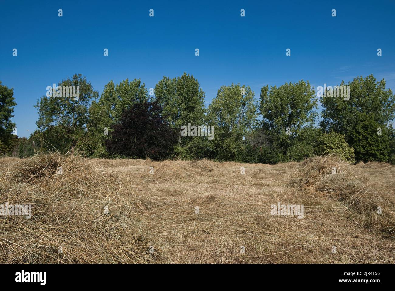 Monate mit wenig Regen haben den Lloyd Park in Croydon verlassen, wo hohe Grashalme geschnitten wurden, um Heu zu machen, während die Dürre den Sommer hindurch andauert Stockfoto