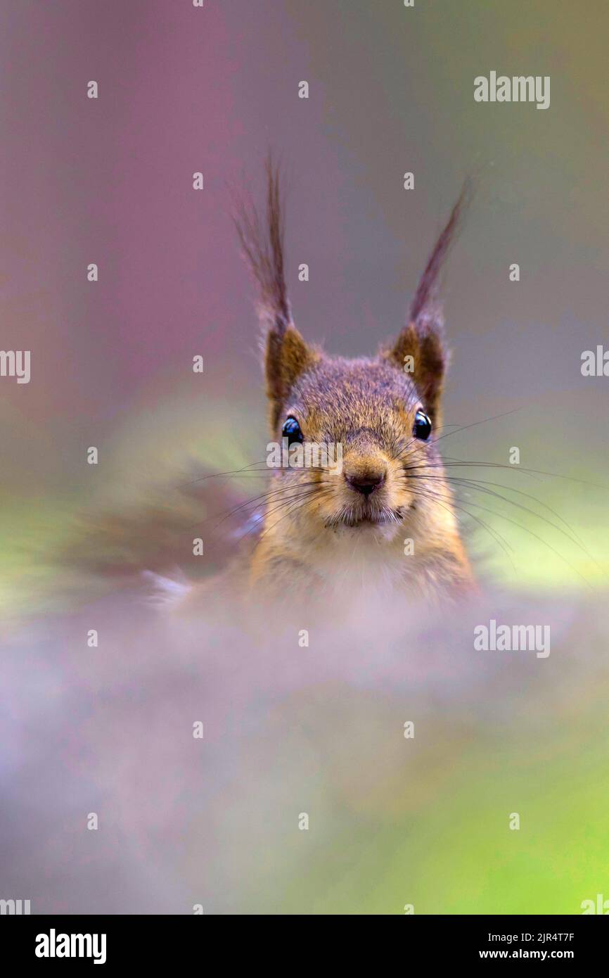 Europäisches Rothörnchen, Eurasisches Rothörnchen (Sciurus vulgaris), Portrait, Vorderansicht, Skandinavien Stockfoto