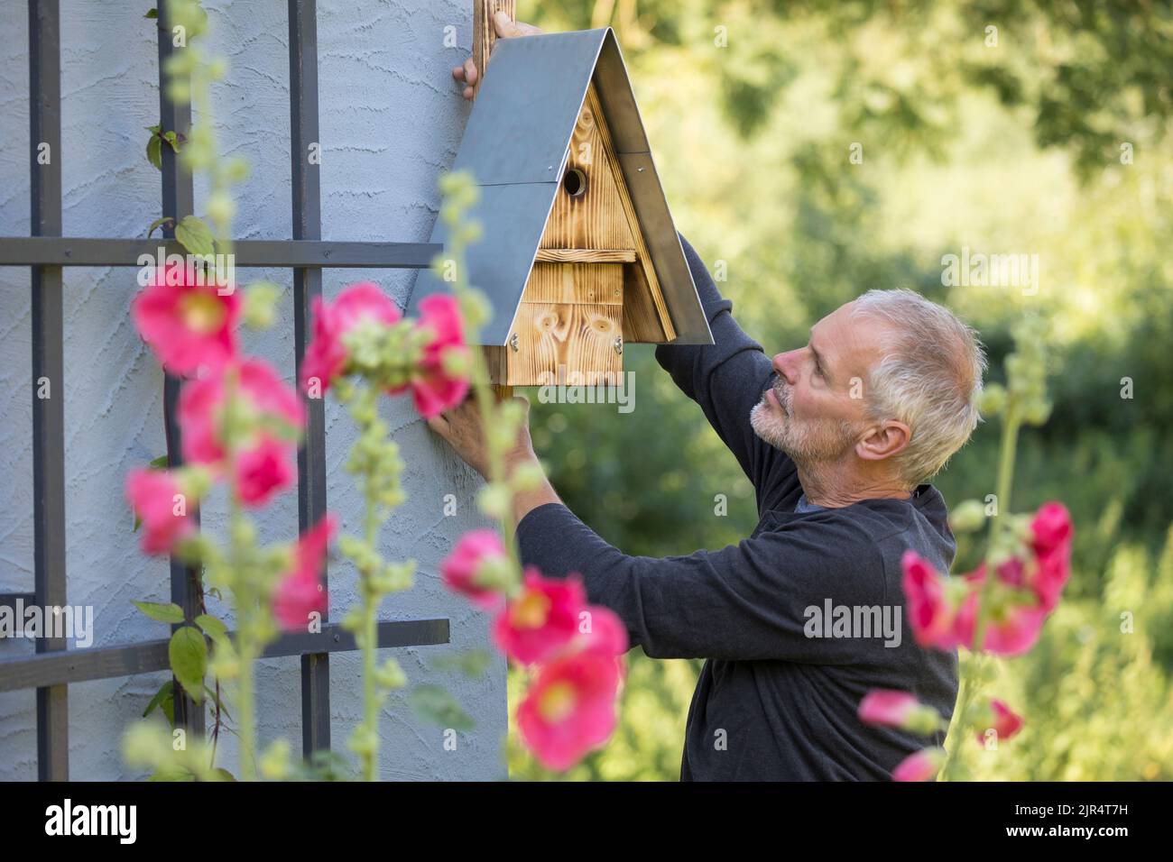 Mann hängt ein selbstgemachtes Vogelhaus an einer Fassade Stockfoto