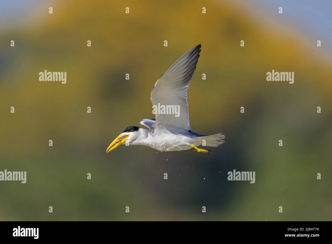 Großschnabelschwalbe (Phaetusa simplex), im Flug mit Beute in der Rechnung, Brasilien, Pantanal Stockfoto