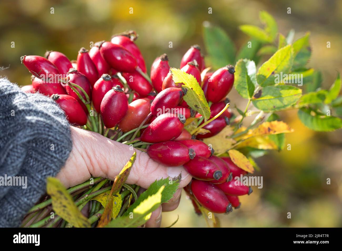 Hunderose (Rosa canina), Ernte der Hagebutten, Deutschland Stockfoto