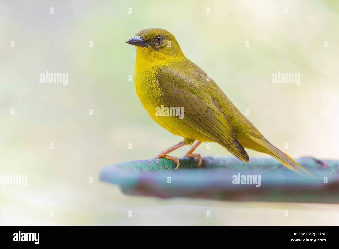 Safranfink (Sicalis flaveola), weiblich, Brasilien, Mata Atlantica, Itatiaia National Park Stockfoto