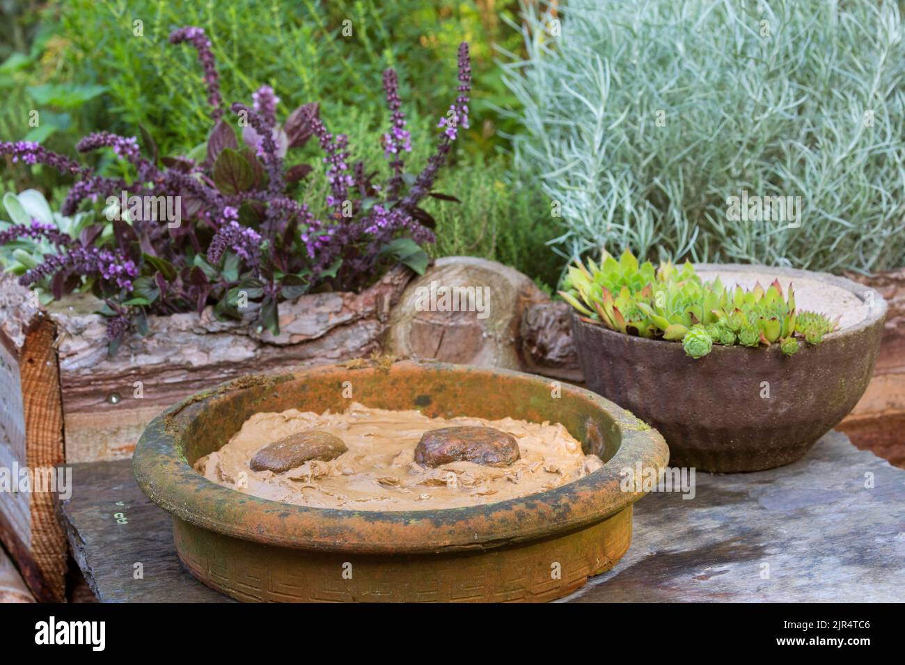 Schale mit feuchtem Ton im Garten als Gelegenheit für Vögel und Insekten Nistmaterial zu finden, Deutschland Stockfoto