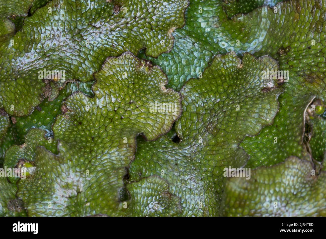 Großes duftendes Leberblümchen, Schlangenleder (Conocephalum conicum), Nahaufnahme von oben, Deutschland Stockfoto