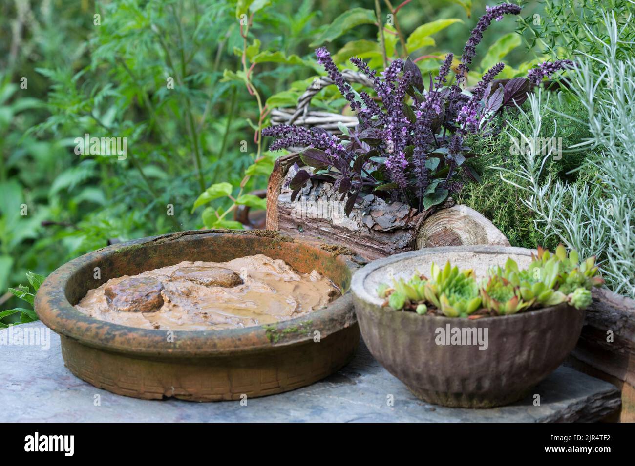 Schale mit feuchtem Ton im Garten als Gelegenheit für Vögel und Insekten Nistmaterial zu finden, Deutschland Stockfoto