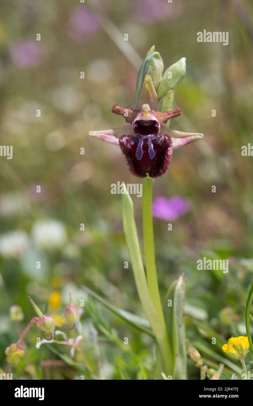 Schwarzspinnenorchidee (Ophrys incubacea, Ophrys atrata, Ophrys sphegodes subsp. Atrata, Ophrys aranifera var. Atrata), einzelne blühende schwarze Spinne Stockfoto
