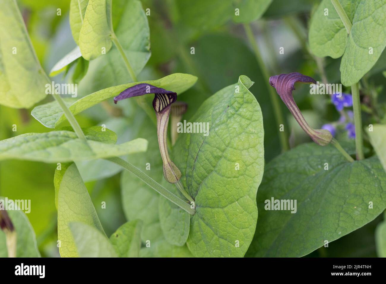 Schmierkraut, rundblättrige Geburtswunde (Aristolochia rotunda), blühend Stockfoto