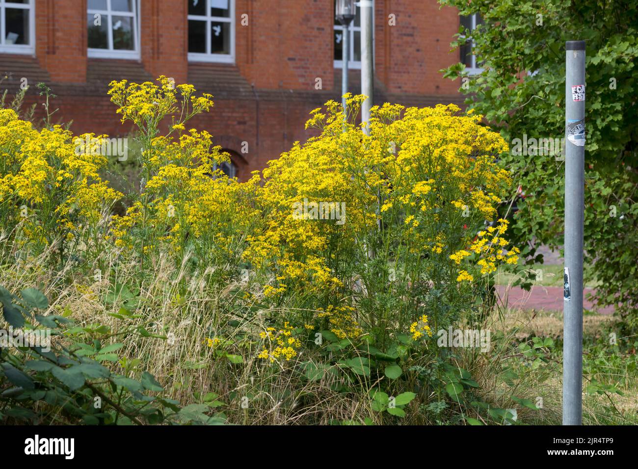 Beifuß, stinkender willie, Beifuß, Beifuß (Senecio jacobaea), blühend am Straßenrand, Deutschland Stockfoto