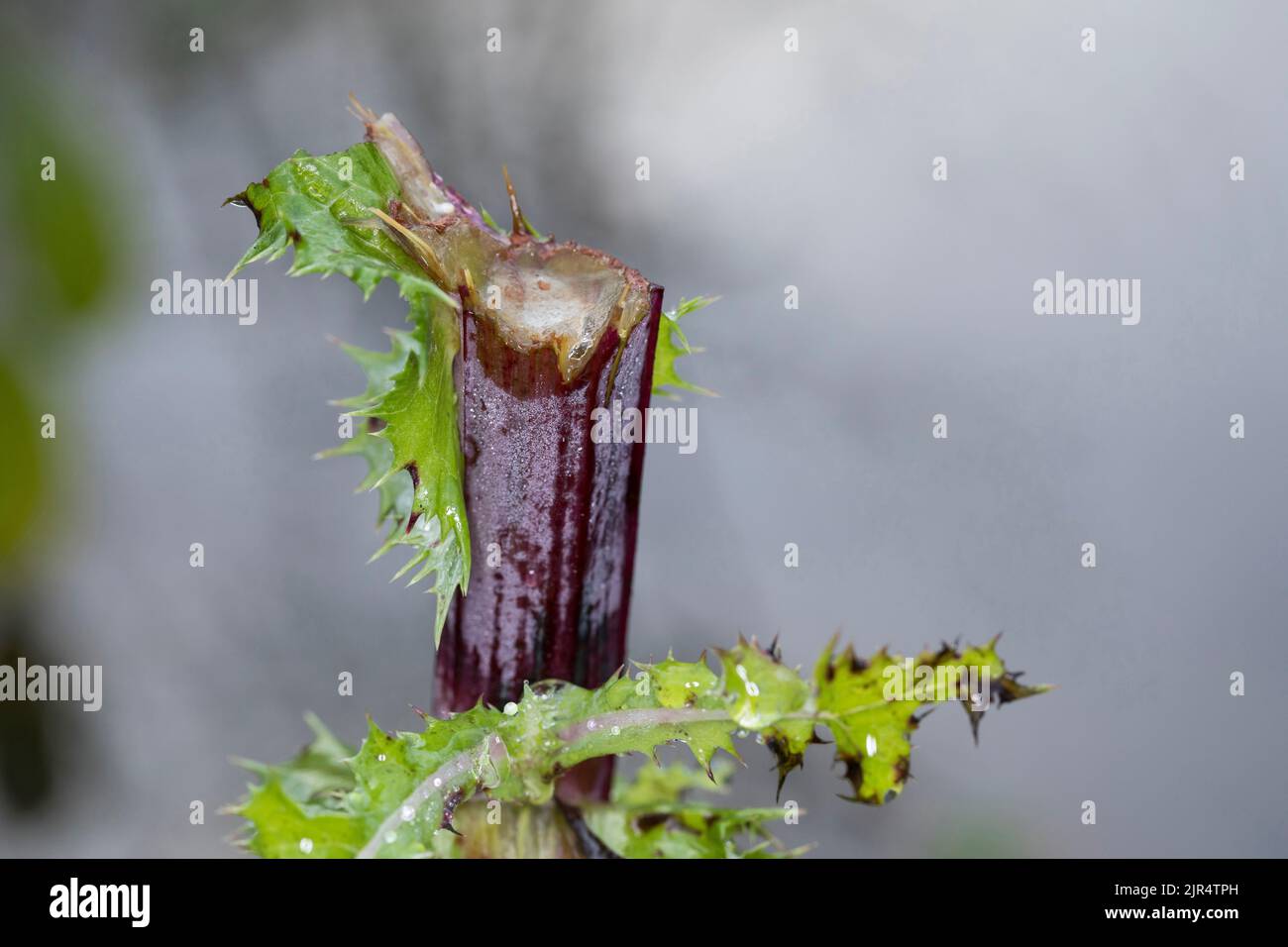 Rehe (Capreolus capreolus), Browsing Damage, Deutschland Stockfoto