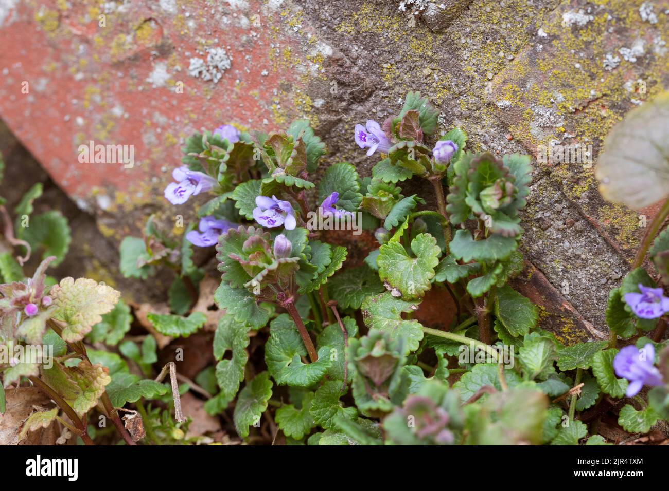 gill-over-the-ground, gemahlener Efeu (Glechoma hederacea), wächst in Pflasterlücke, Deutschland Stockfoto