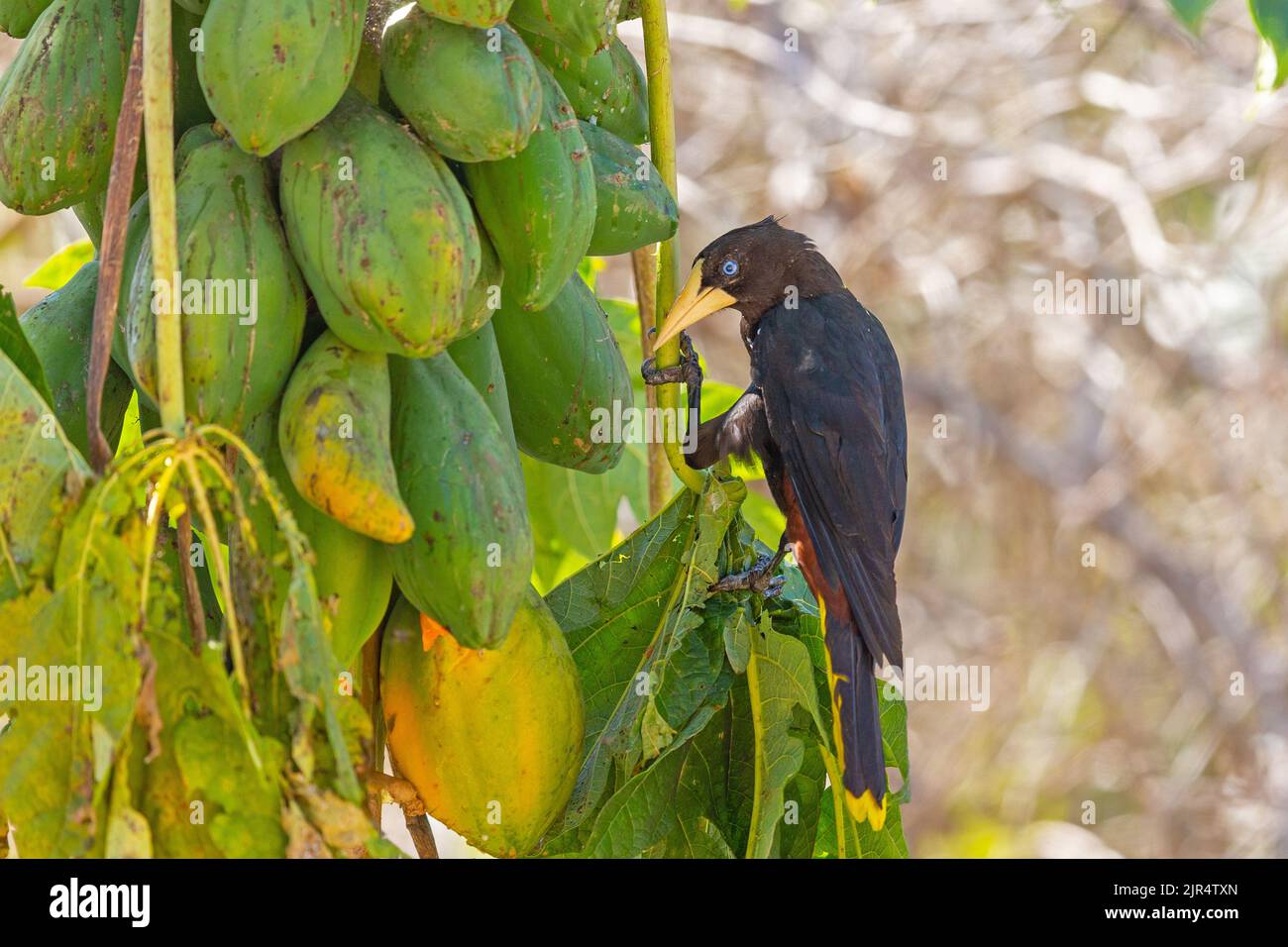 Haubenoropendola (Psarocolius decumanus), Weibchen auf Papaya, Brasilien, Pantanal Stockfoto