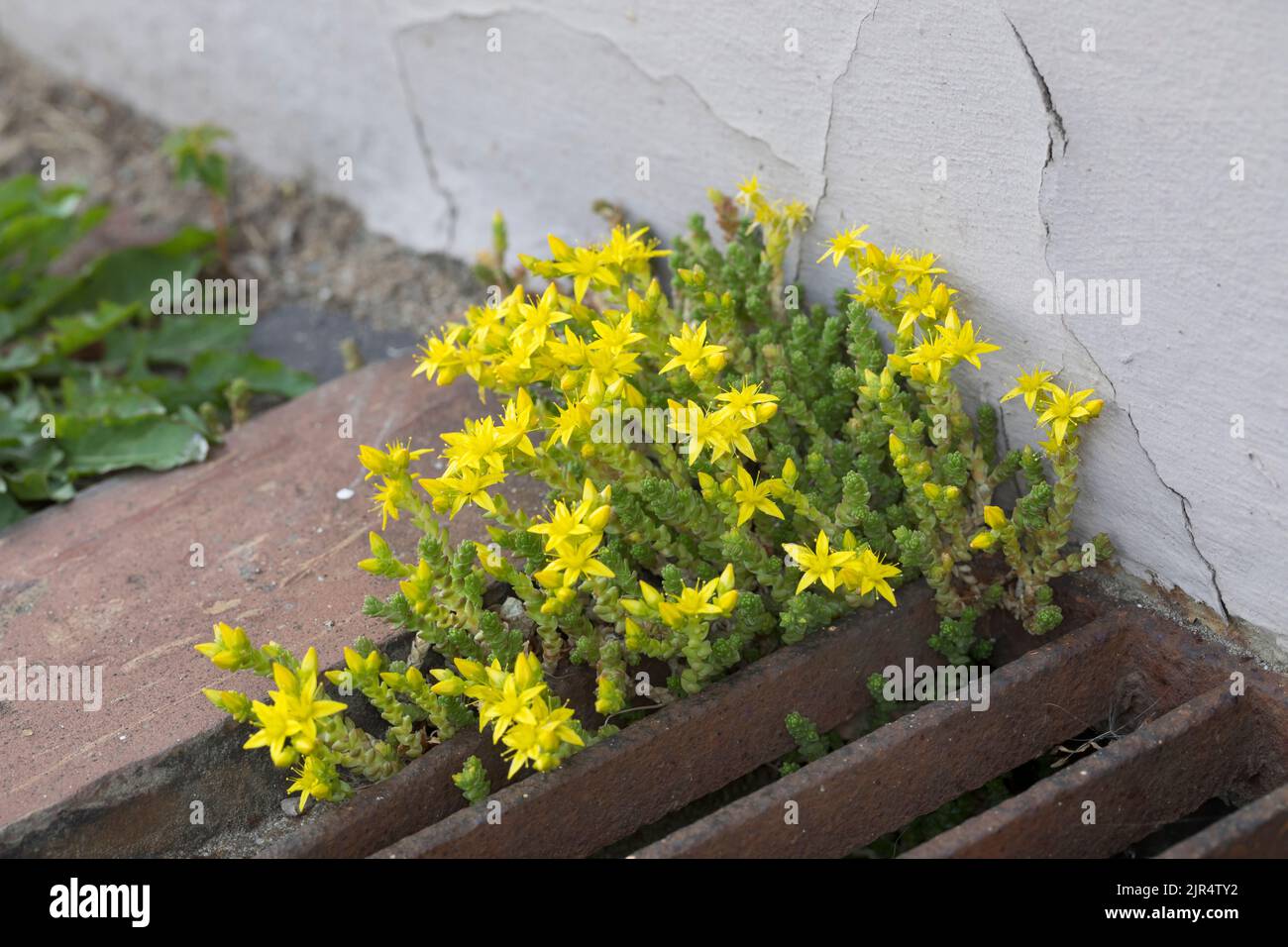 Gemeiner Steinkropf, beißender Steinkropf, moosiger Steinkropf, Wandpfeffer, Goldmoos (Sedum acre), Wächst in einer Lücke, Deutschland Stockfoto