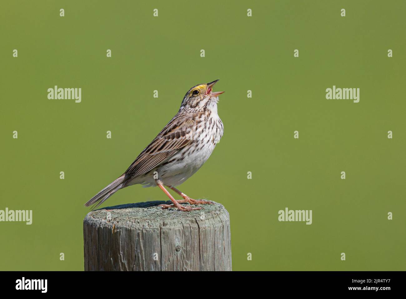 Savannah-Sperling (Passerculus sandwichensis), thront auf einem hölzernen Postgesang, Kanada, Manitoba Stockfoto