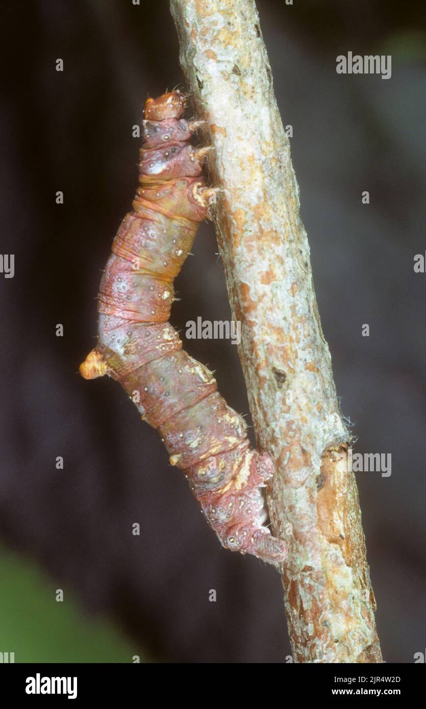 Schwemmfalter (Opisthograptis luteolata), Raupe imitiert einen Zweig, Deutschland Stockfoto