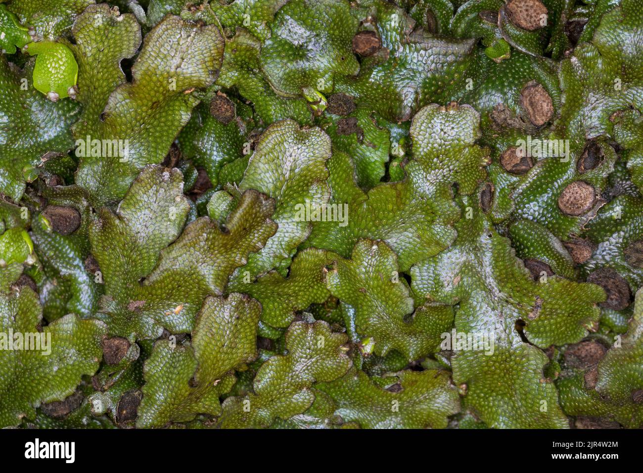 Großes duftendes Leberblümchen, Schlangenleder (Conocephalum conicum), Nahaufnahme von oben, Deutschland Stockfoto