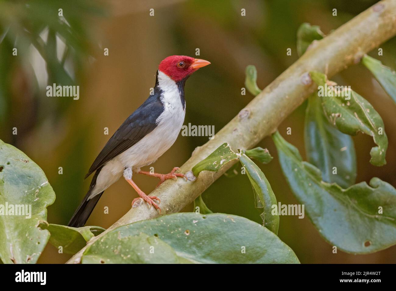 Gelbschnabelkardinal (Paroaria capitata), auf einem Zweig thront, Brasilien, Pantanal Stockfoto