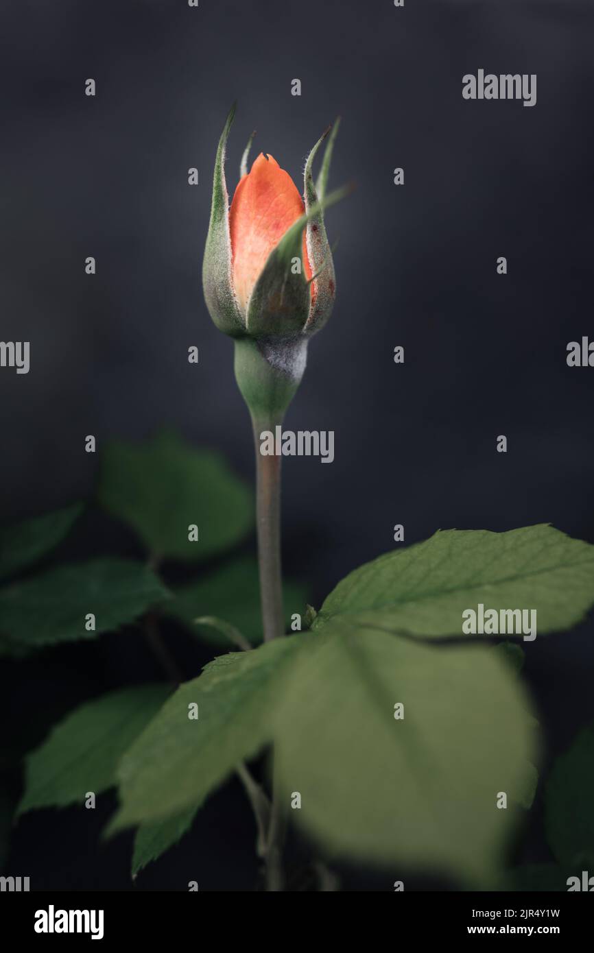 Eine halboffene Rosenblüte, ein Stiel und grüne Blätter mit selektivem Fokus auf einem weichen, dunklen, unscharfen Hintergrund. Makrofotografie der Blüte Stockfoto