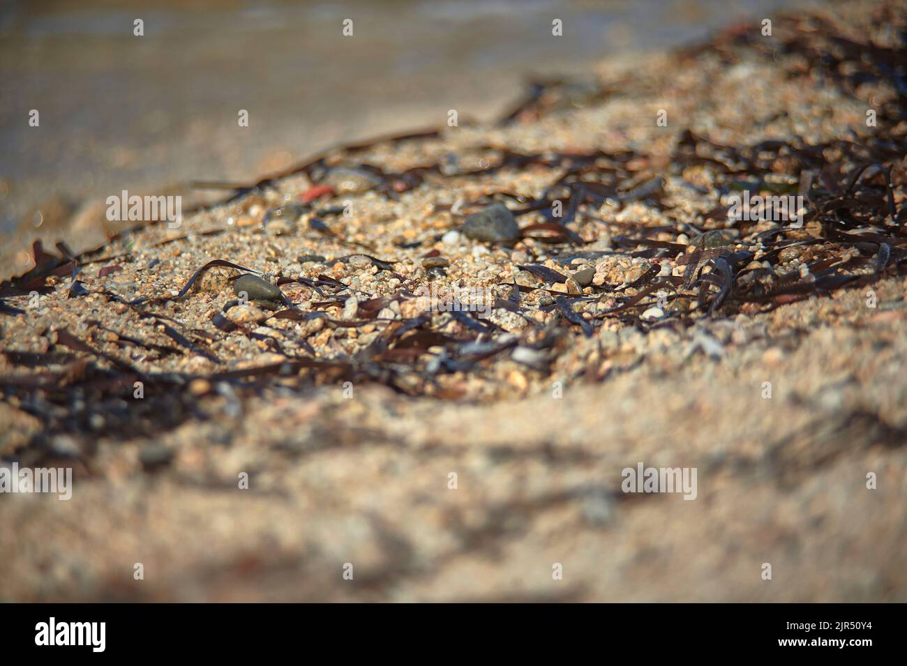 Linie der Mediterranen Sand bedeckt mit kleinen Stücken von Algen aus dem Meer an Land gezogen. Stockfoto