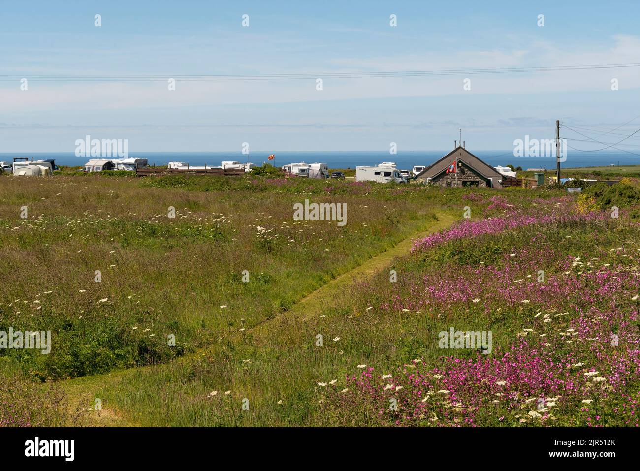 Cornwall, England, Großbritannien. 2022. Wilde Blumen und Wanderweg durch ein Feld in West Cornwall, das zu einem Campingplatz für Wohnwagen und Zelte entlang der Küste führt. Stockfoto