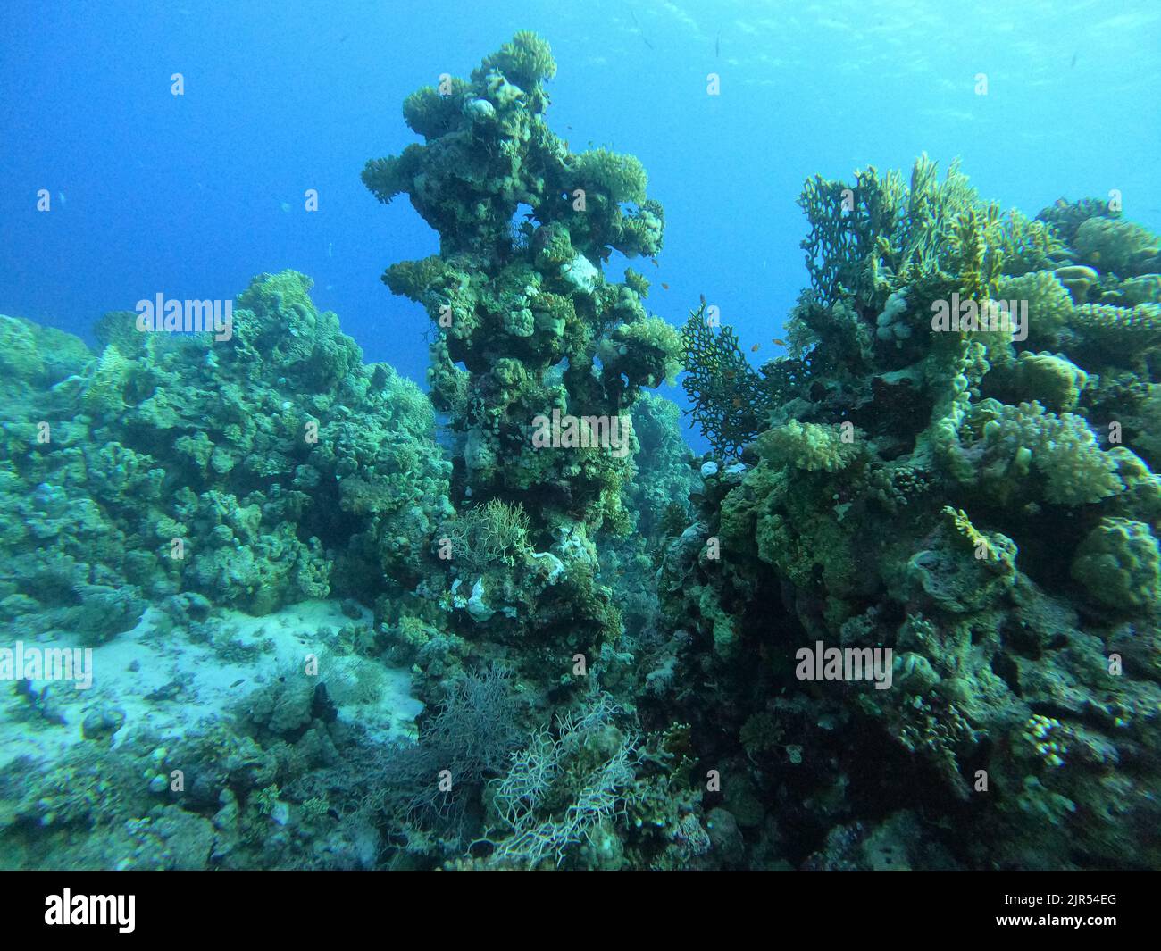 Bunte Korallen und kleine exotische Fische am Boden des Roten Meeres in Ägypten Stockfoto