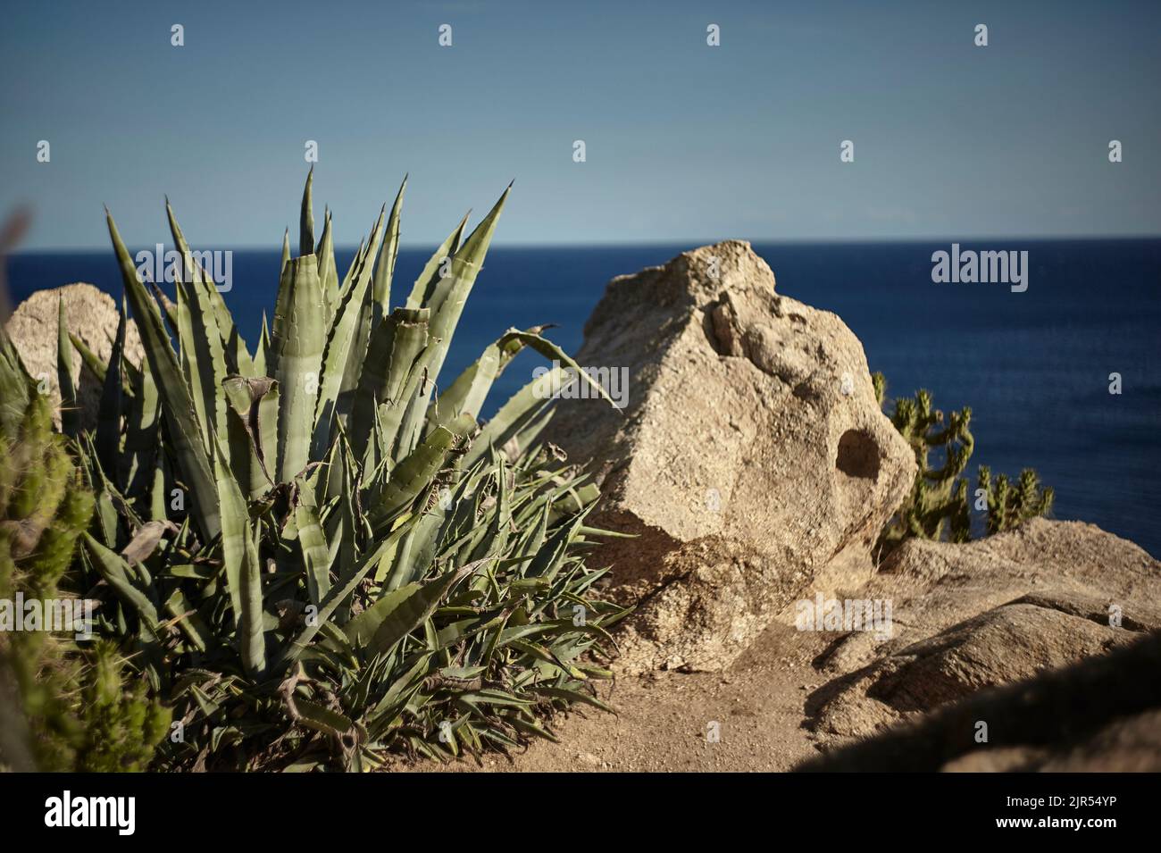 Aloe vera italy -Fotos und -Bildmaterial in hoher Auflsung  Alamy