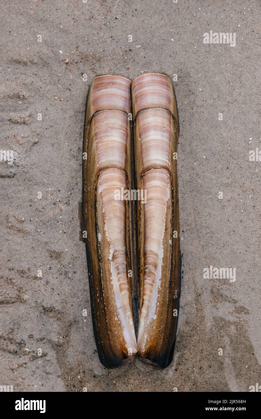 Nahaufnahme der Muschel im Sand am Strand Stockfoto