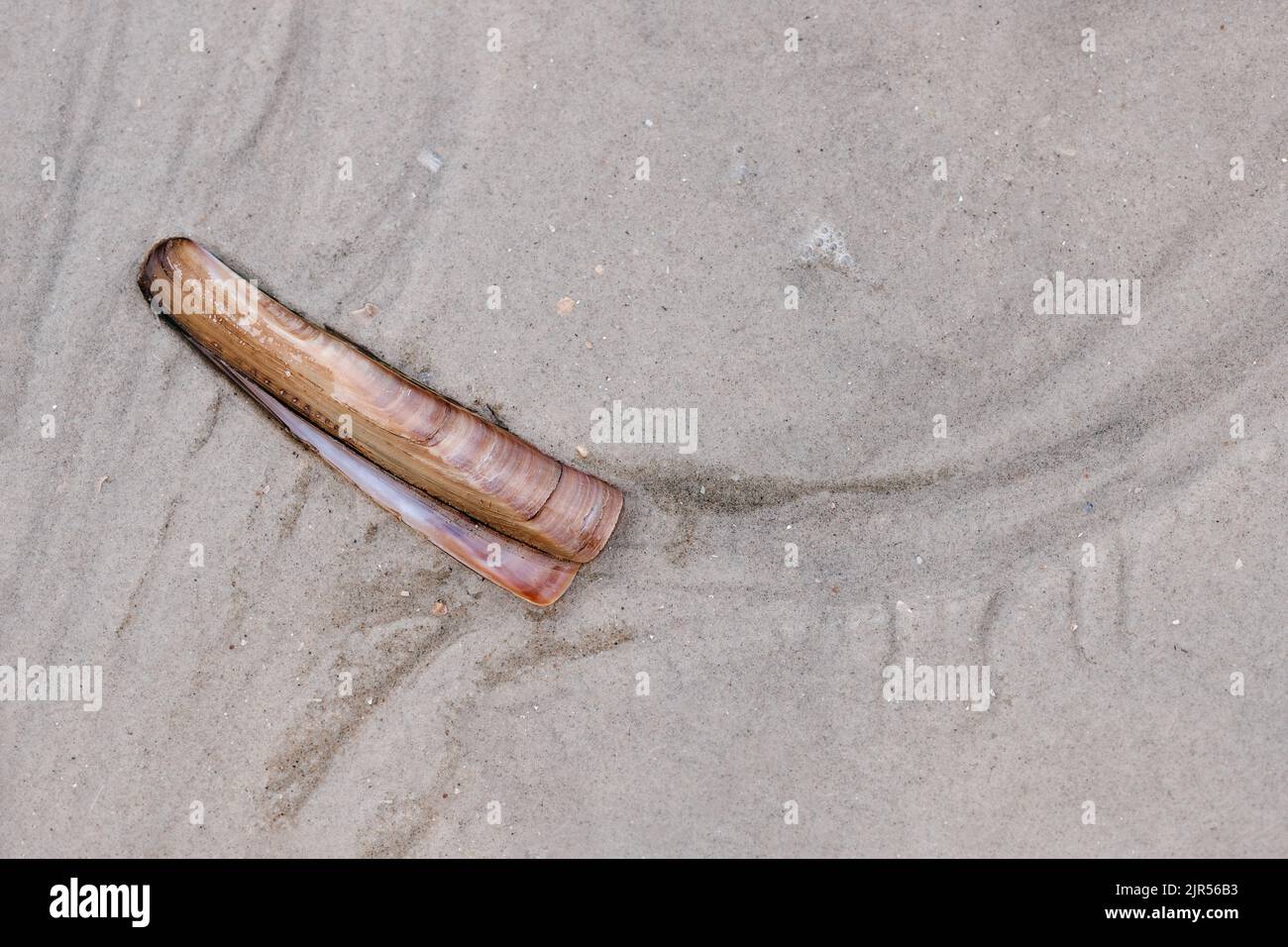 Nahaufnahme der Muschel im Sand am Strand Stockfoto