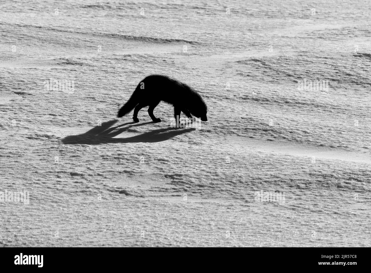 Die Silhouette des arktischen Fuchses, der im Schnee im Naturschutzgebiet in Island spazierengeht Stockfoto