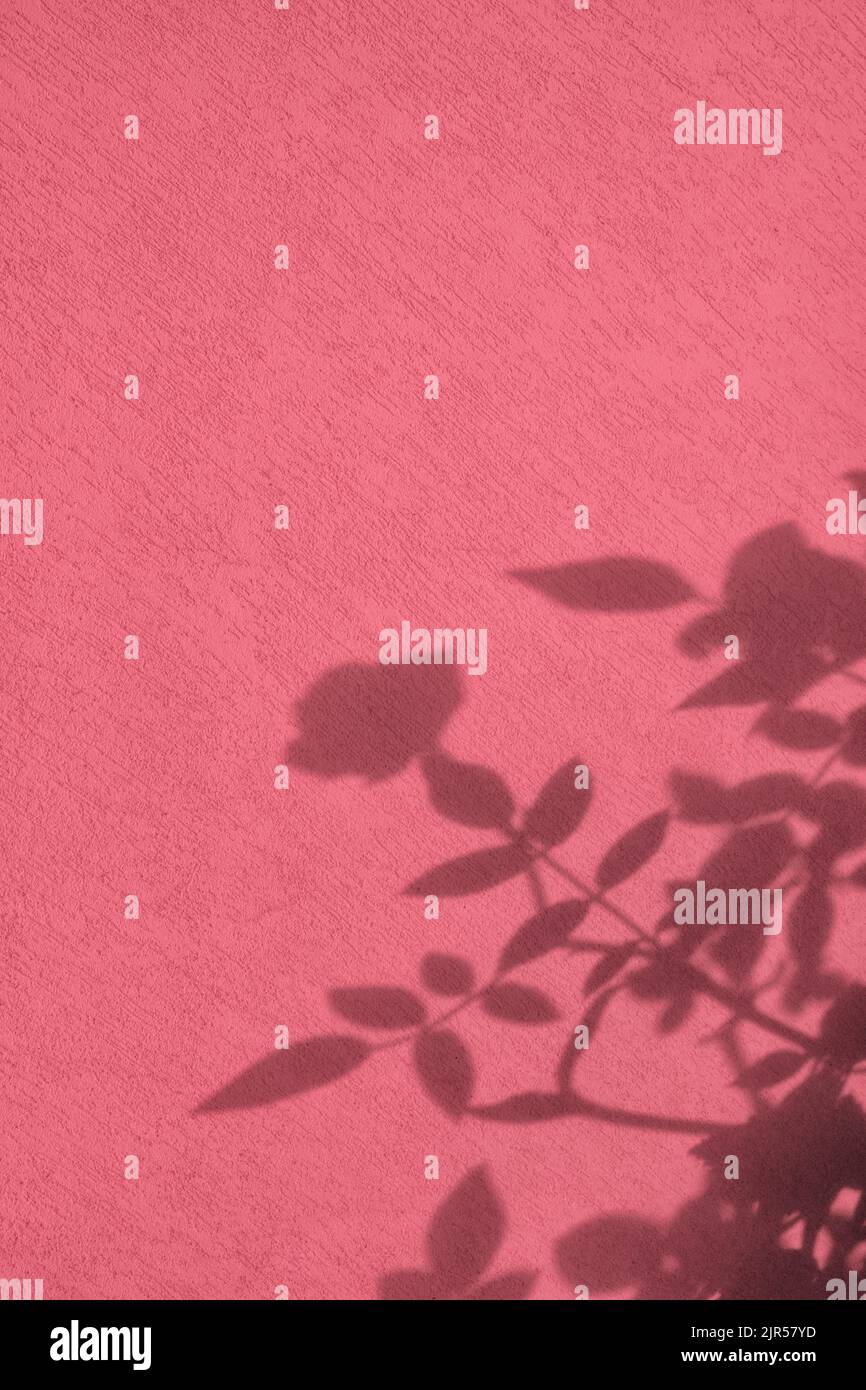 Schatten von Rosenblättern auf rosa Betonwand Textur Hintergrund Stockfoto
