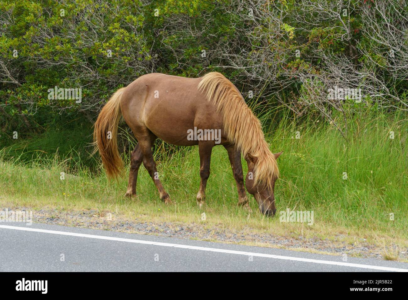 Glitter Girls Pferd Celestial - Braunes Spielzeugpferd Mit Zubehör Für 36 Cm Puppen