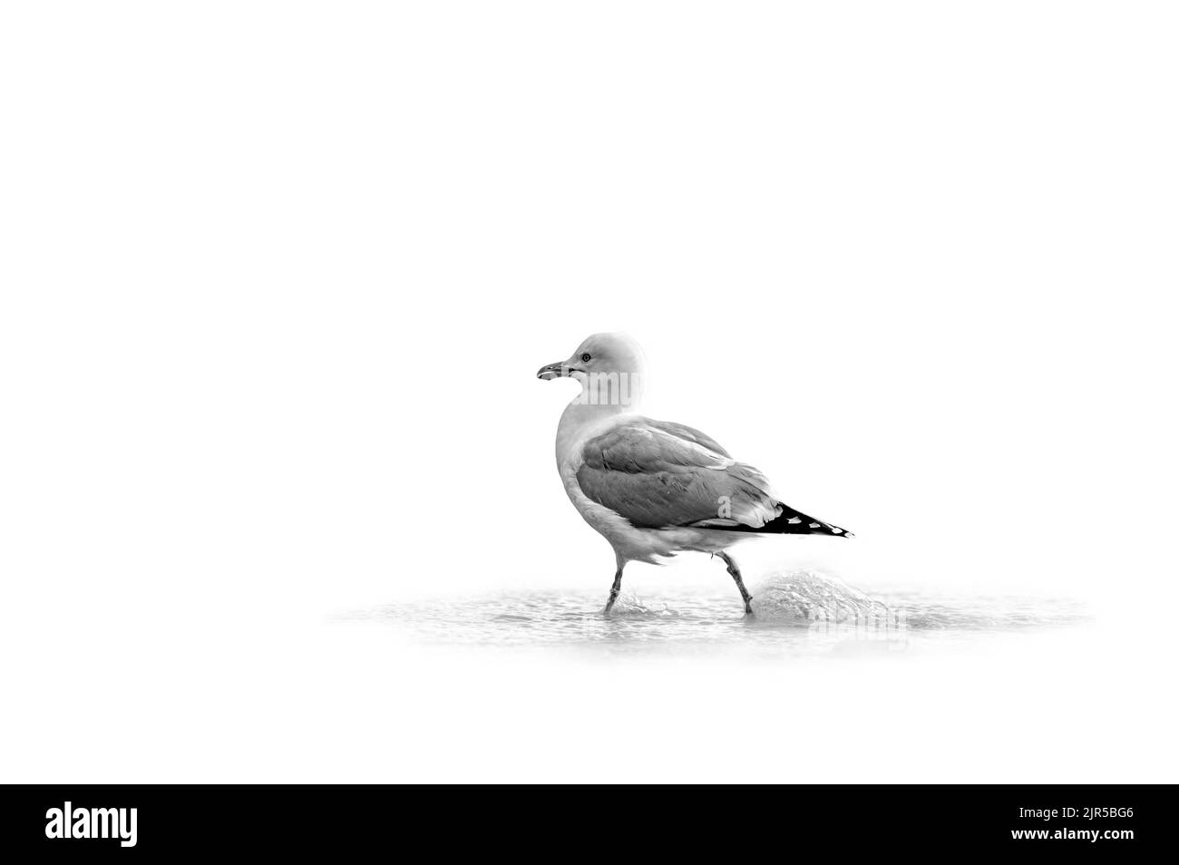 Nahaufnahme einer Waschmaschine Stockfoto