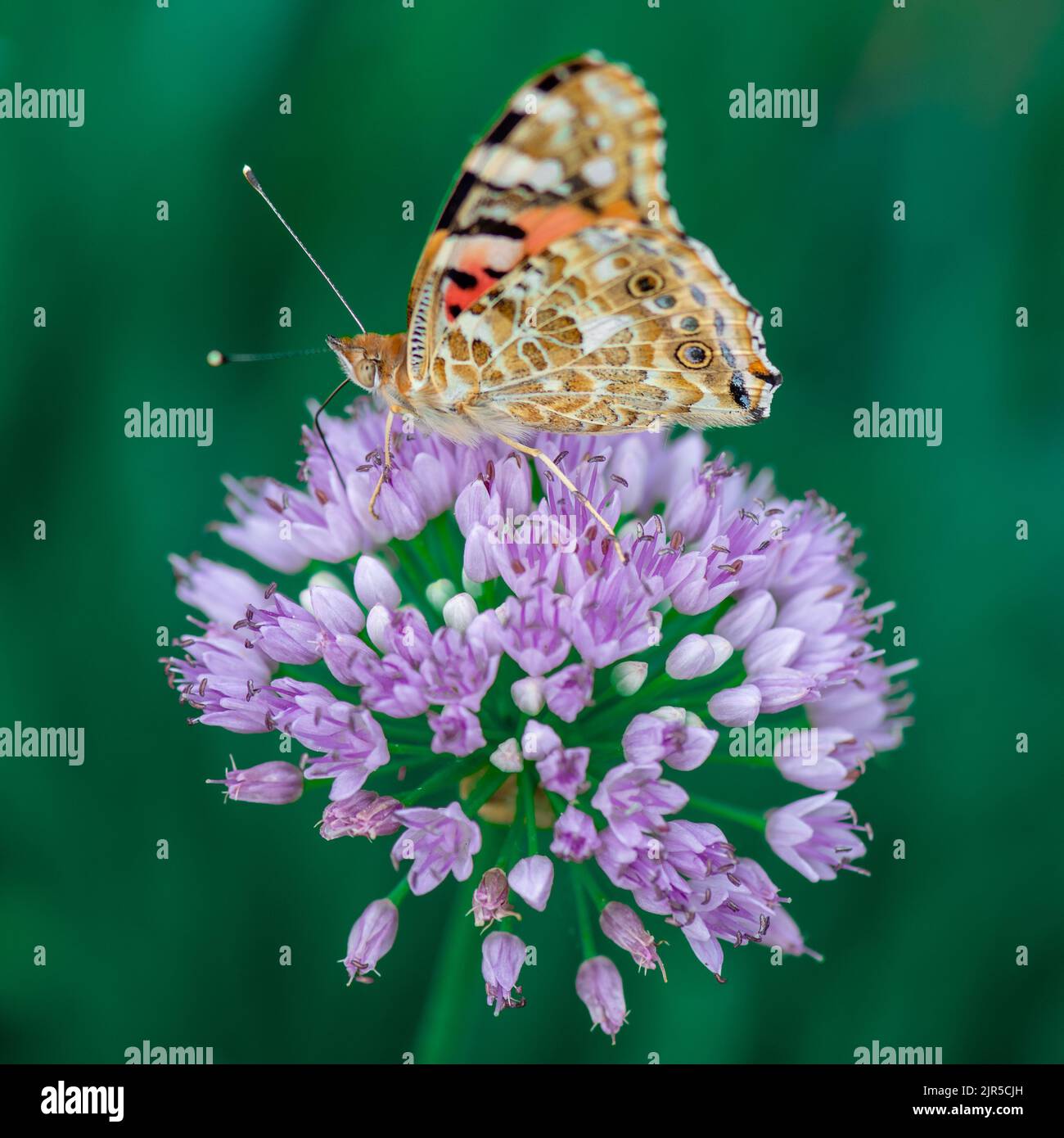 Gemalte Dame Schmetterling sammeln Pollen von einer Allium senescens Blume Stockfoto