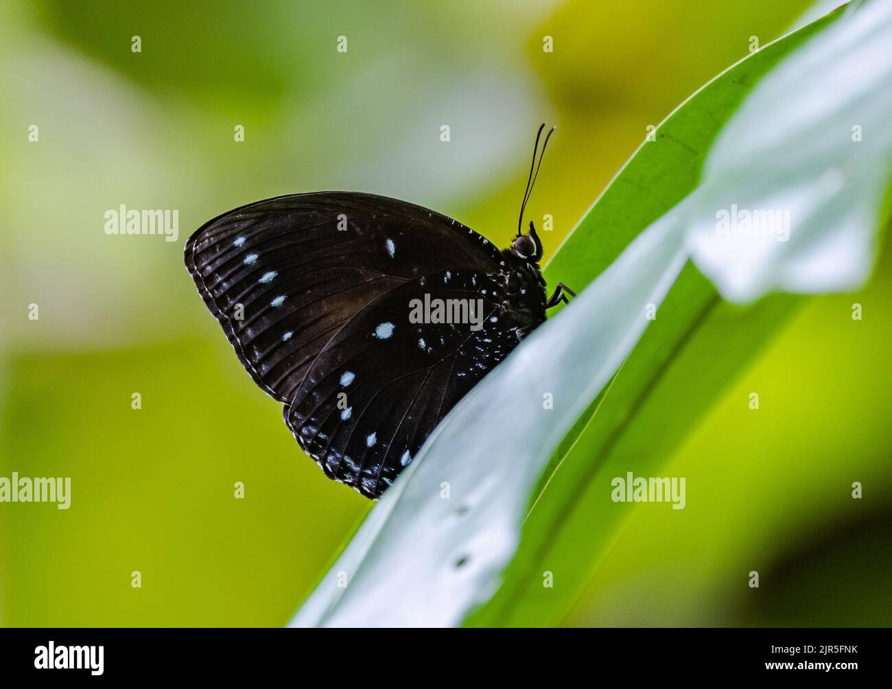 Ein blau gebänderter Königskreihenschmetterling (Euploea eunice). Halmahera, Indonesien. Stockfoto