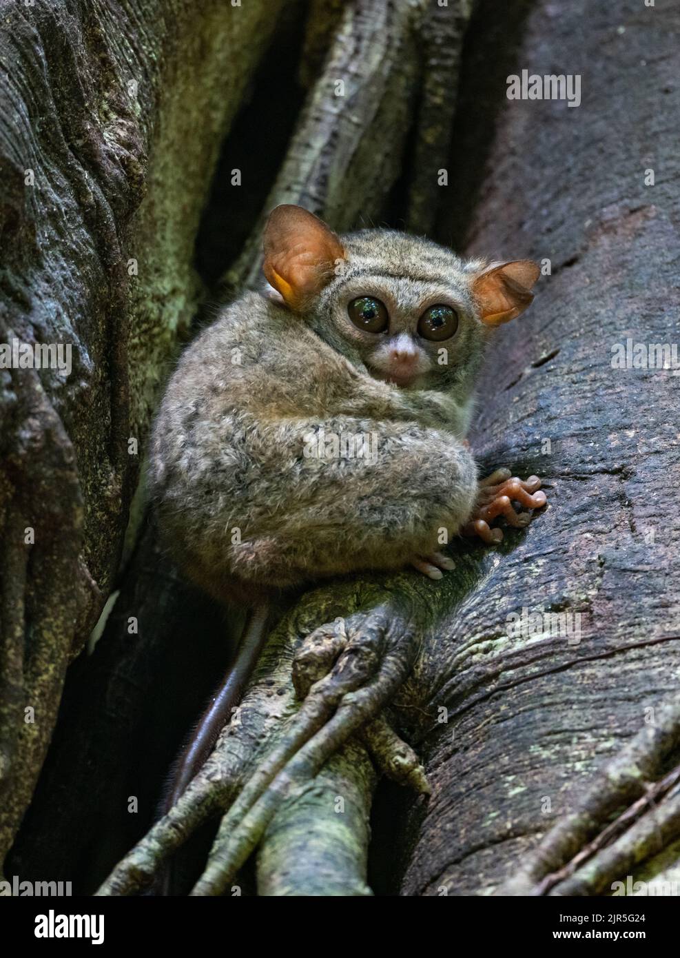 Ein kleiner Primat Spectral Tarsier (Tarsius-Spektrum), der in freier Wildbahn auf einem Baumstamm sitzt. Tangkoko-Nationalpark, Sulawesi, Indonesien. Stockfoto