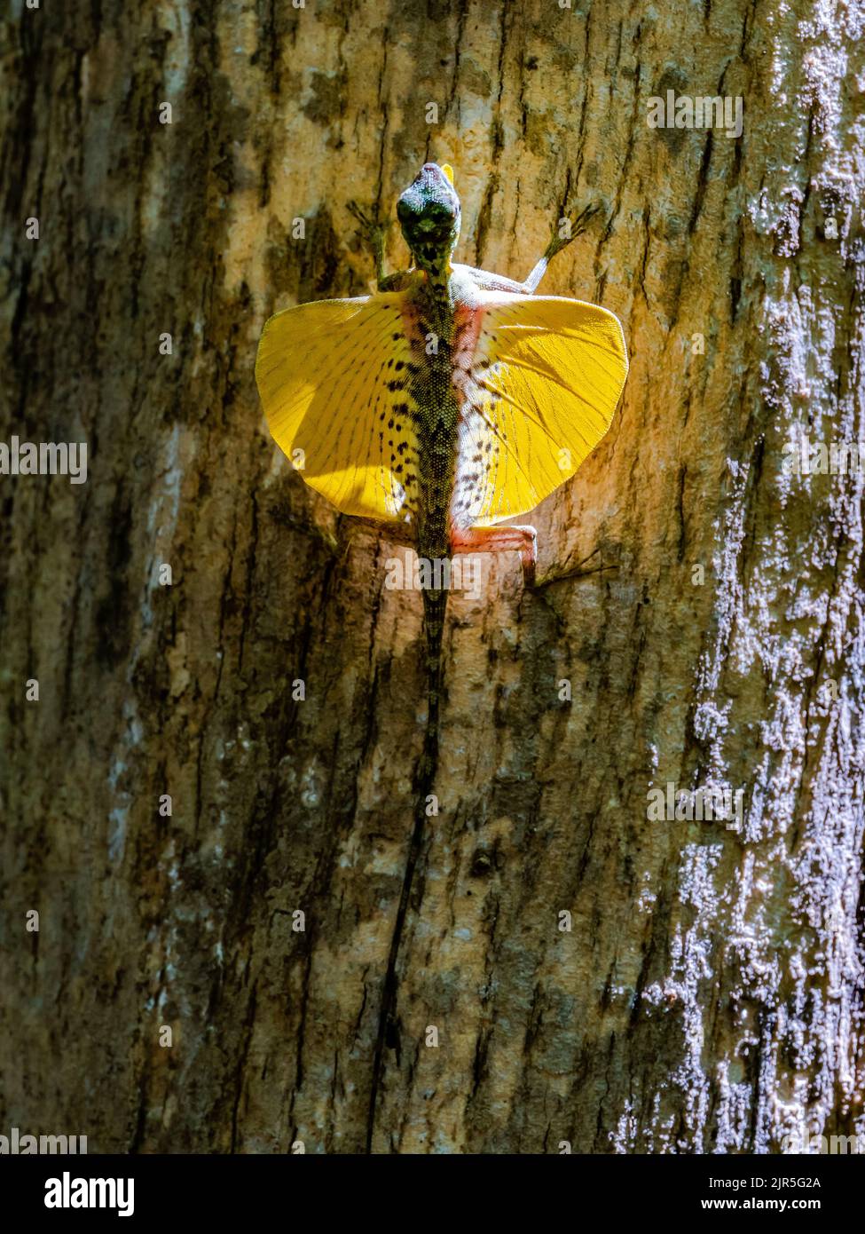 Eine endemische, von Sulawesi gesäumte Segeleidechse (Draco spilonotus), die mit leuchtend gelben Patagien offen ist. Tangkoko-Nationalpark, Sulawesi, Indonesien. Stockfoto