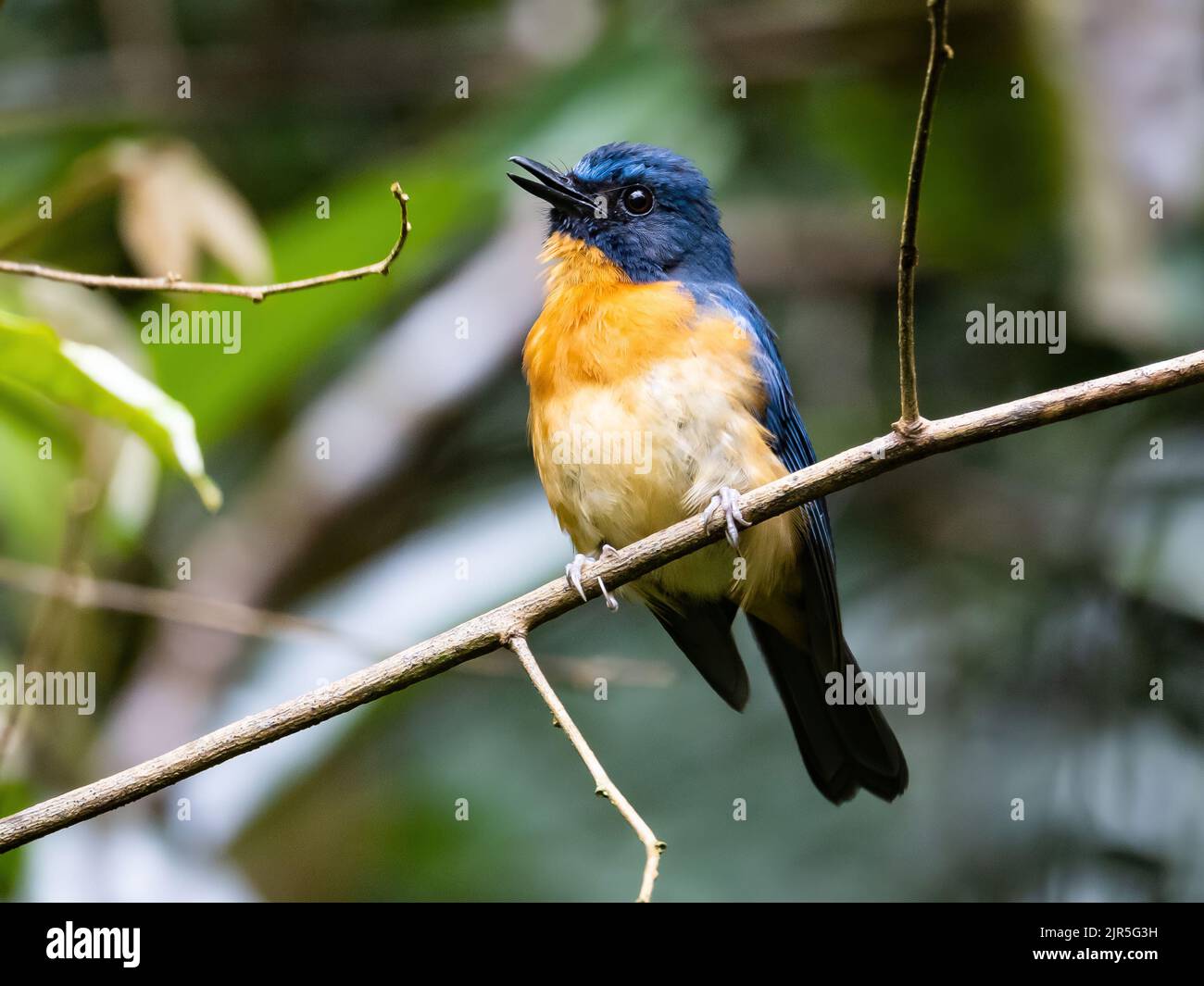 Ein endemischer Blauer Fliegenfänger von Sulawesi (Cyornis omissus), der auf einem Ast singt. Sulawesi, Indonesien. Stockfoto