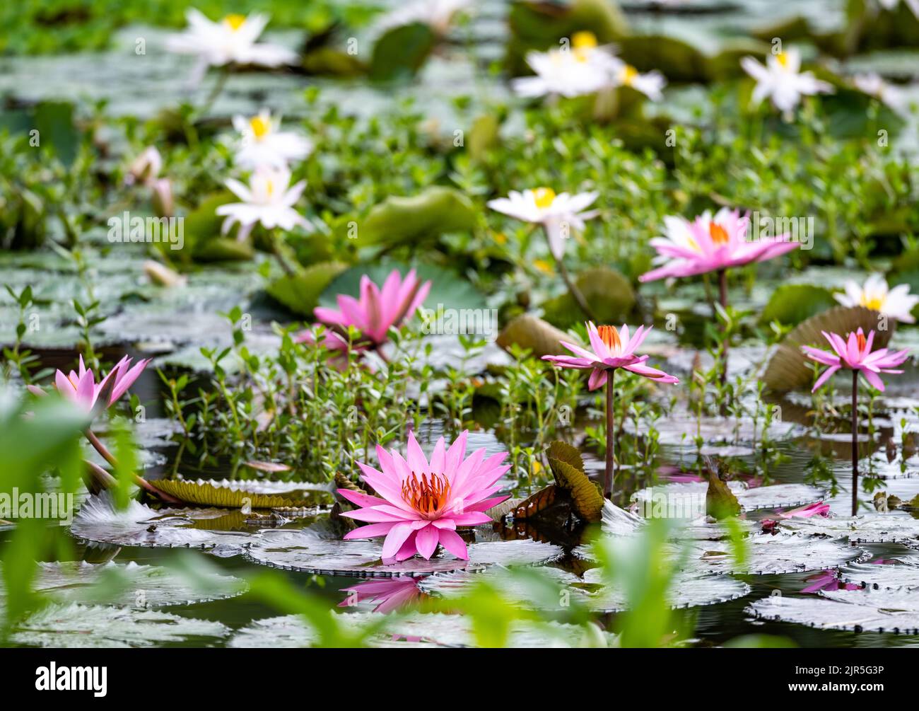 Rosa und weiße Lotusblumen in einem Teich. Sulawesi, Indonesien. Stockfoto
