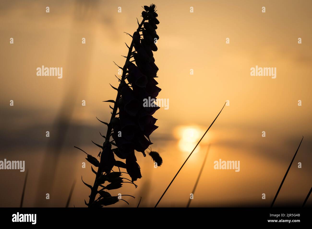 Füchshandschuhe bei Sonnenuntergang Stockfoto