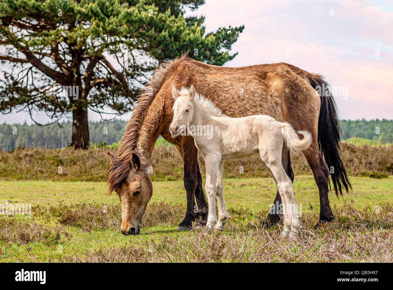 Wild New Forest Pony Mare mit Fohlen im New Forest Wildlife Park, England Stockfoto