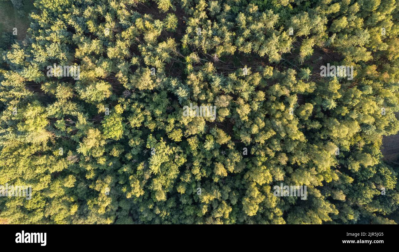 Luftaufnahme eines grünen Sommerwaldes mit Fichten und Kiefern in Belgien, Europa, aufgenommen von einer Drohne über den Baumkronen. Hochwertige Fotos Stockfoto