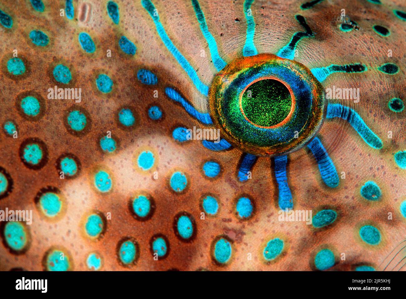 Pearl toby (Canthigaster margaritata), Augendetail, Sinai, Ägypten, Rotes Meer Stockfoto