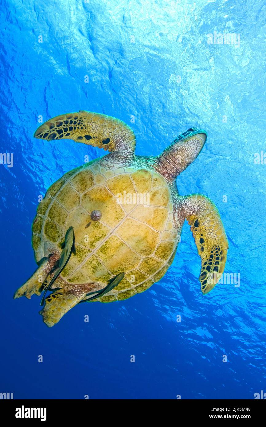 Grüne Schildkröte oder Grüne Meeresschildkröte (Chelonia mydas) mit zwei gestreiften Remoras (Echeneis naucrates), Sipadan, Sabah, Borneo, Malaysia Stockfoto