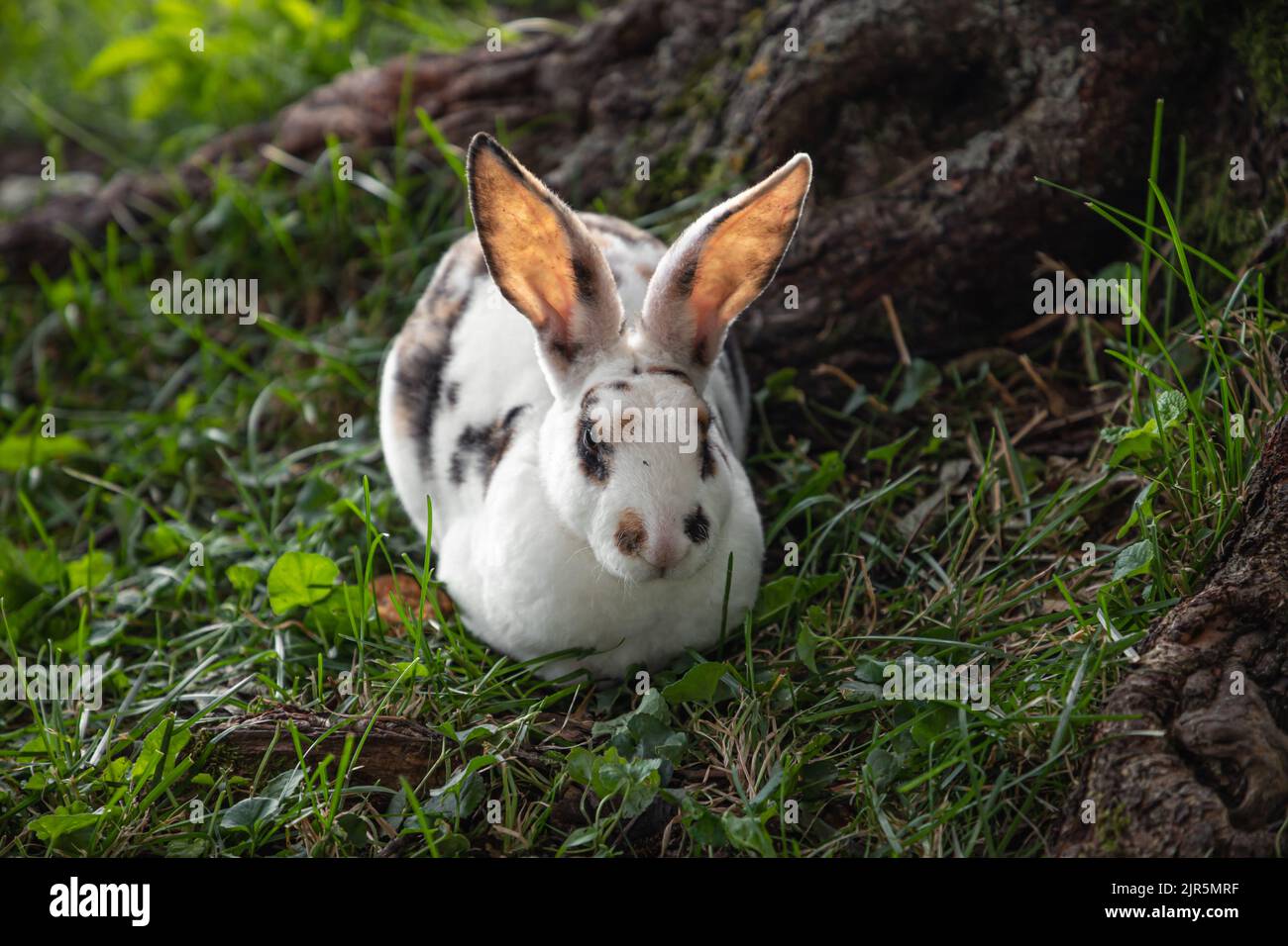 Kaninchen leben in der Natur in Litauen Stockfoto