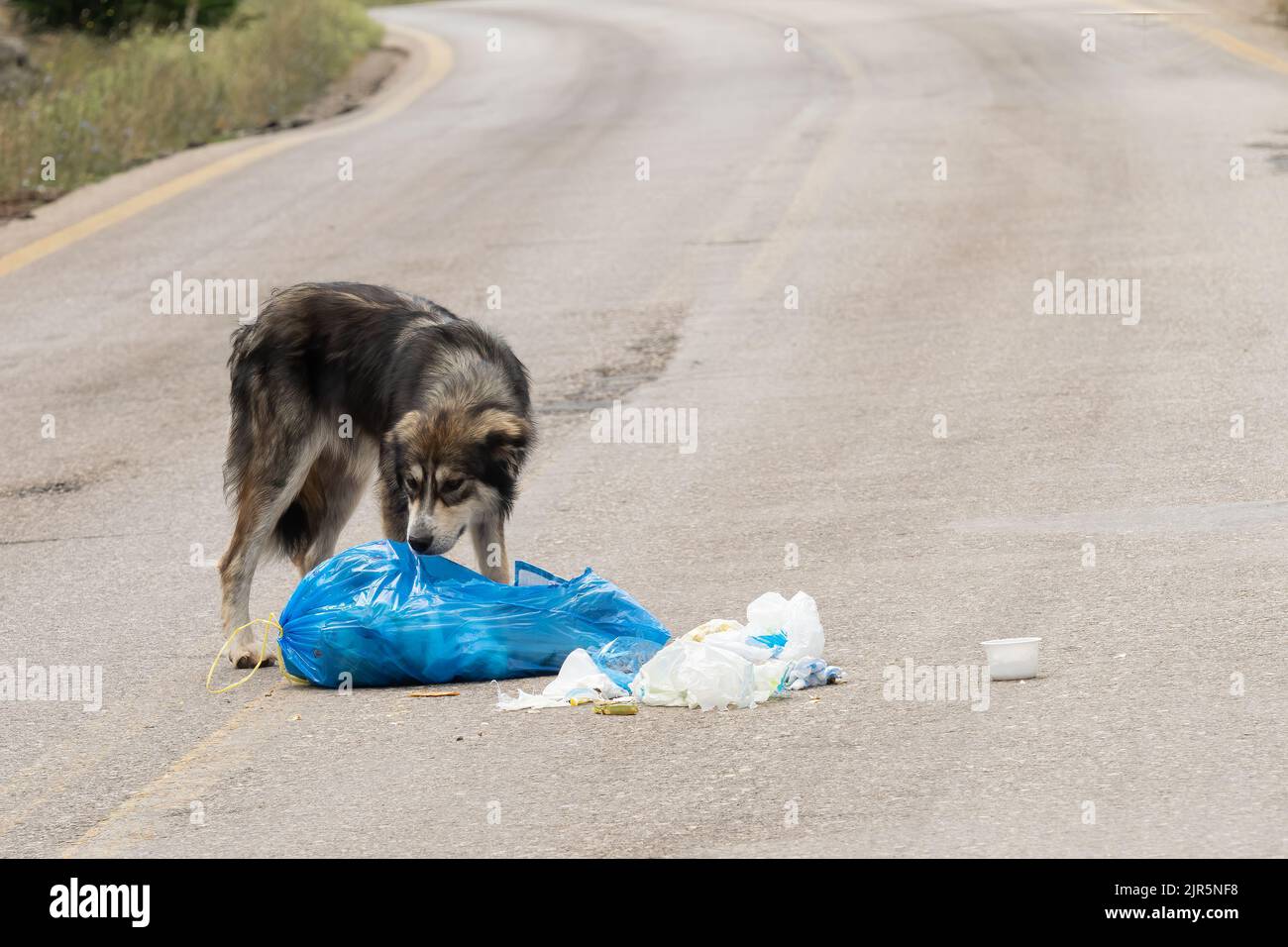 Streunender Hund, der auf der Suche nach Nahrung in einem Haufen Müll auf den Straßen ist. Stockfoto