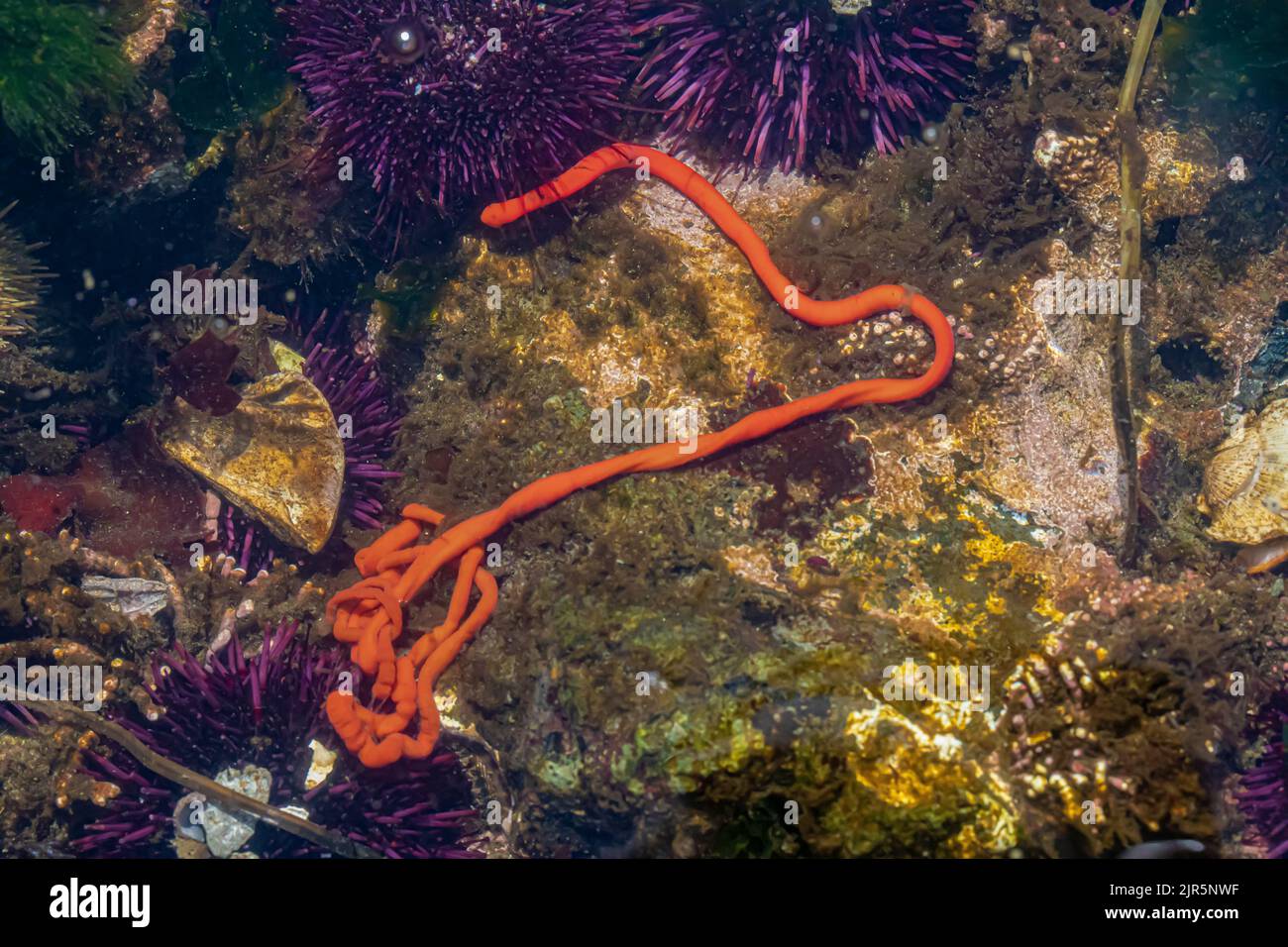 Primitiver Ribbon Worm, Tubulanus polymorphus, mit Purpurseeigel am Zungenpunkt im Erholungsgebiet Salt Creek entlang der Straße von Juan de Fuca, Stockfoto