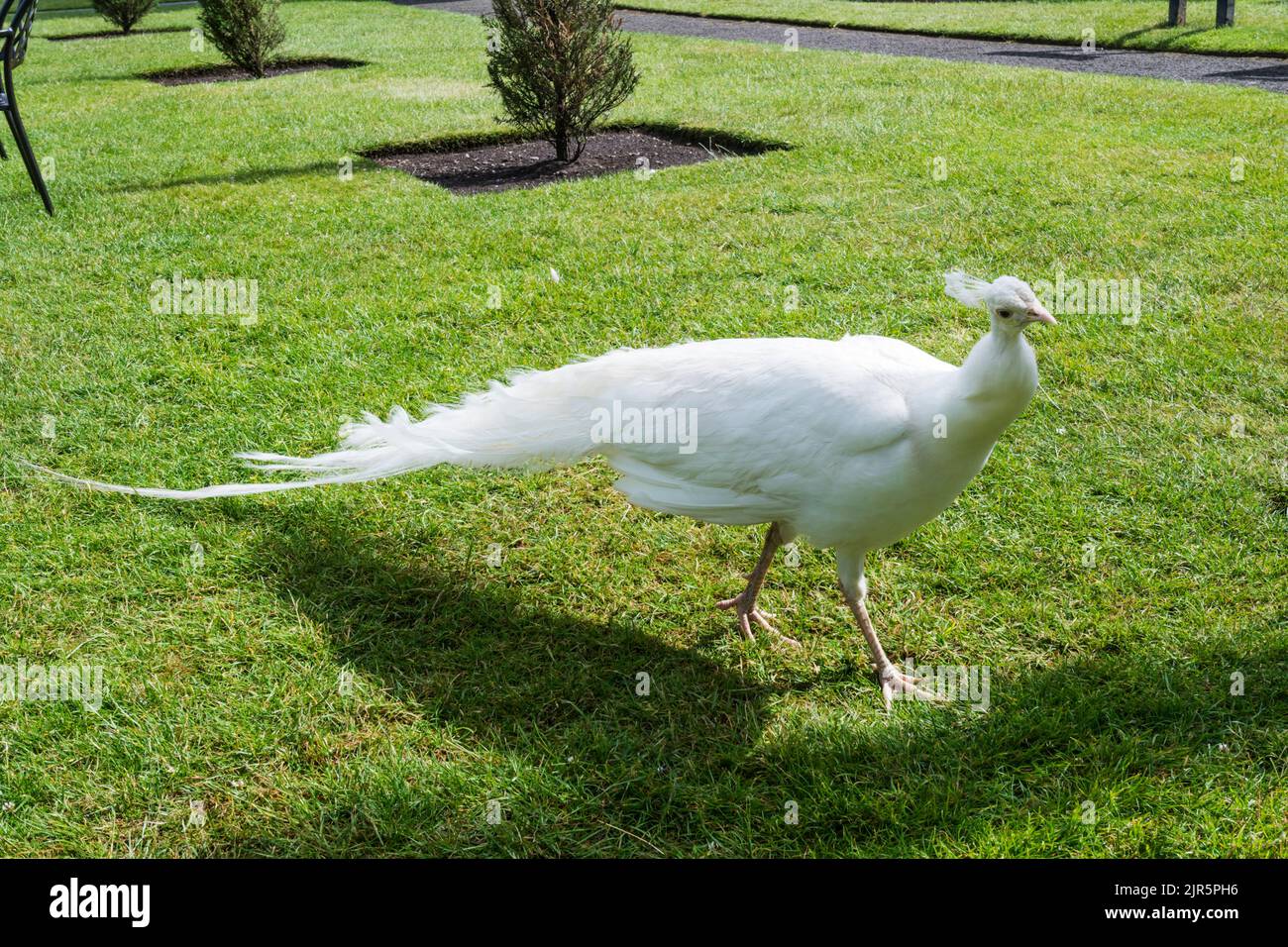 Weißer Pfau auf dem Gelände des Scone Palace außerhalb von Perth, Schottland. Stockfoto