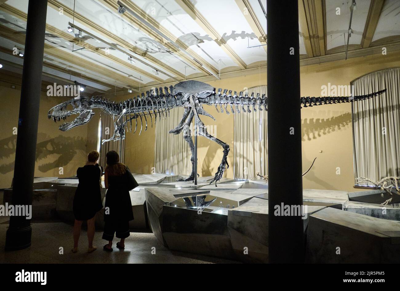 Berlin, Deutschland. 22. August 2022. Das Skelett des Tyrannosaurus rex Tristan Otto befindet sich wieder im Natural History Museum. Ab dem 23. August wird das zwölf Meter lange und vier Meter hohe Skelett in der Ausstellung „Dinosaurier! „Age of the Giant Eidechsen“ im Museum für Naturkunde. Quelle: Annette Riedl/dpa/Alamy Live News Stockfoto