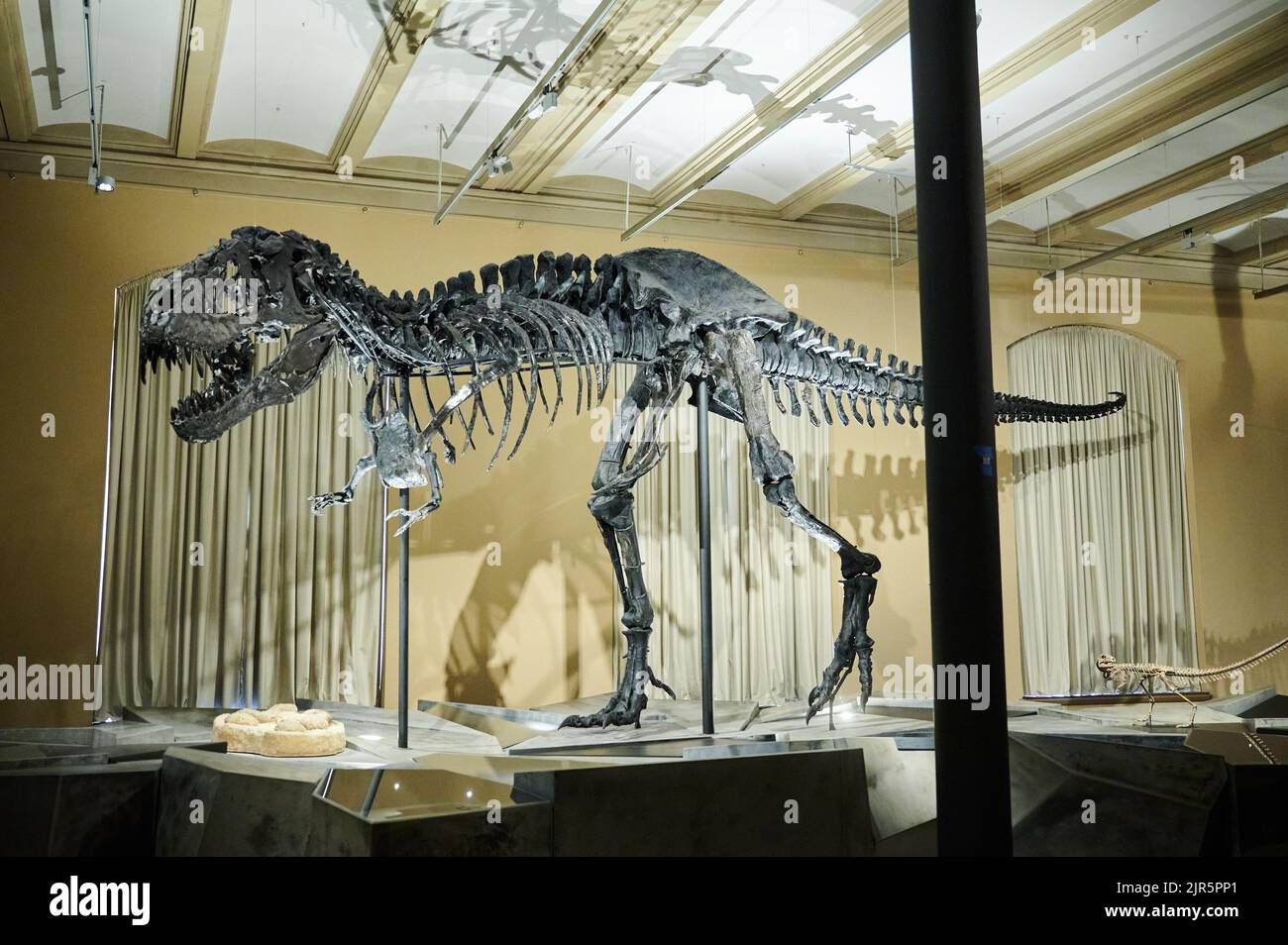 Berlin, Deutschland. 22. August 2022. Das Skelett des Tyrannosaurus rex Tristan Otto befindet sich wieder im Natural History Museum. Ab dem 23. August wird das zwölf Meter lange und vier Meter hohe Skelett in der Ausstellung „Dinosaurier! „Age of the Giant Eidechsen“ im Museum für Naturkunde. Quelle: Annette Riedl/dpa/Alamy Live News Stockfoto