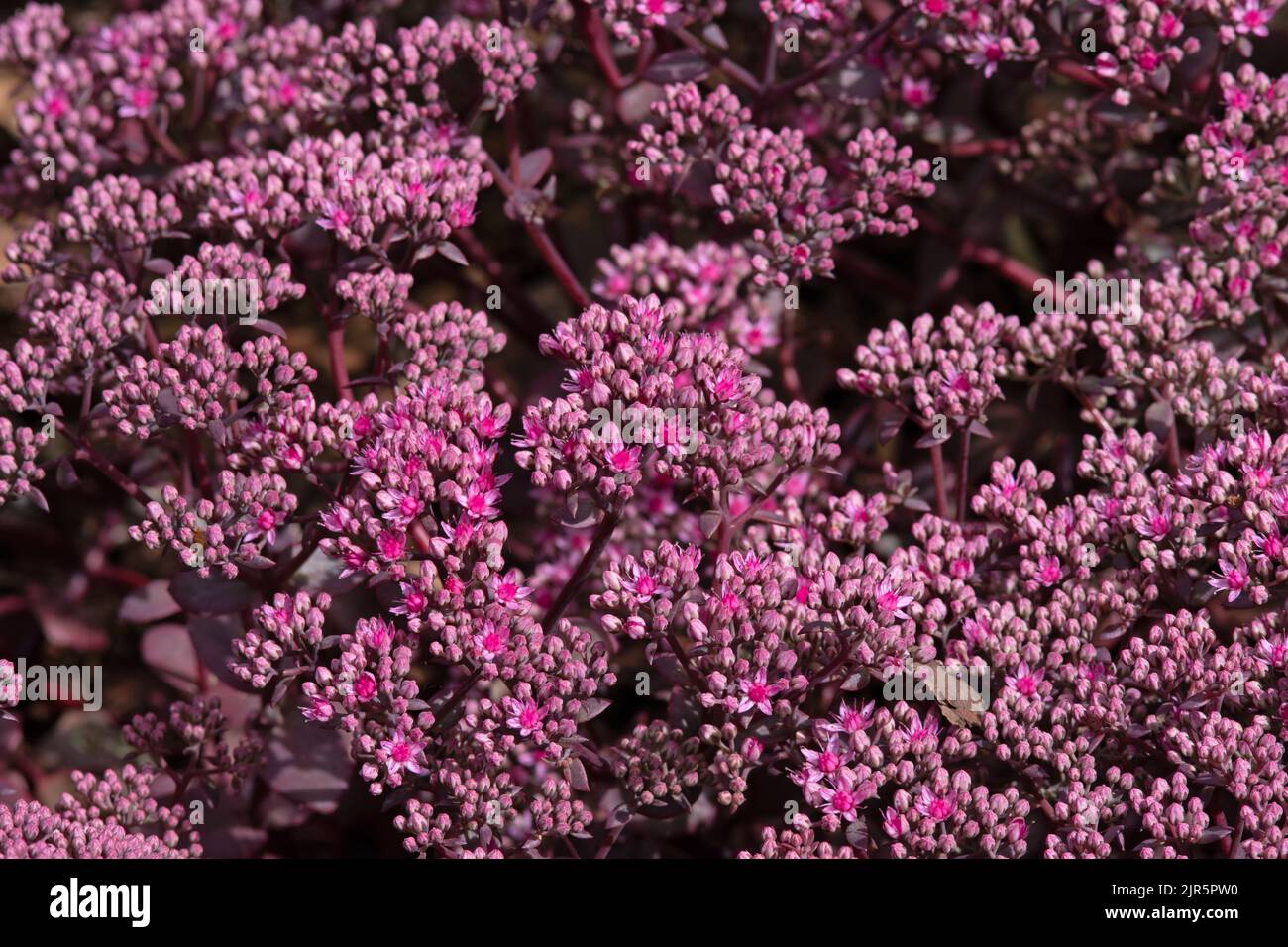Hylotephium „Firecracker“ (Serie SunSparkler) Stockfoto
