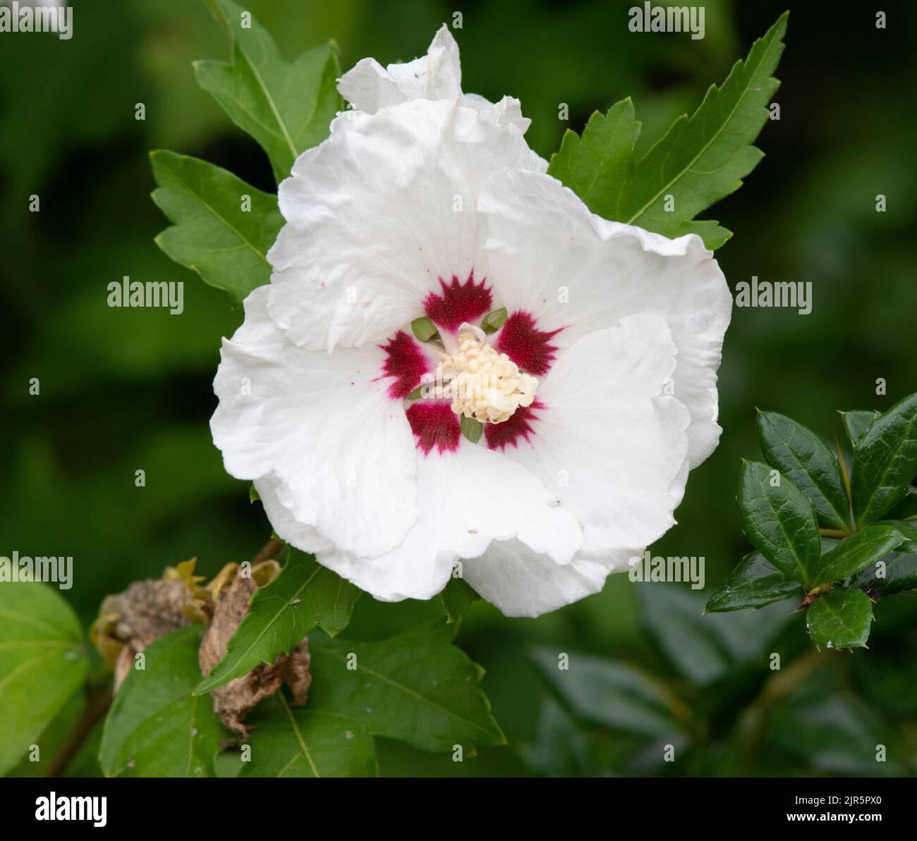 Hibiscus Syriacus 'Red Heart' Stockfoto
